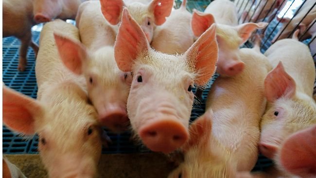 Fonte: Jonathan Campos / AEN.