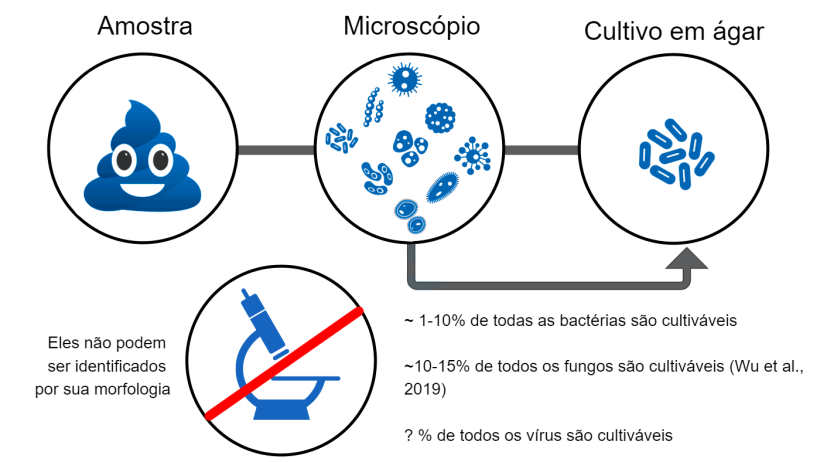 Figura 2 - Diagrama exemplificando "a grande anomalia da contagem de placas" (observa-se uma grande diversidade de microrganismos ao microsc&oacute;pio, mas essa diversidade n&atilde;o &eacute; recuperada pela cultura microbiana). A maioria dos microrganismos&nbsp;em amostras cl&iacute;nicas n&atilde;o &eacute; cultiv&aacute;vel em laborat&oacute;rio devido &agrave;s limita&ccedil;&otilde;es das t&eacute;cnicas comumente usadas. Portanto, o sequenciamento de DNA &eacute; usado para estudar a microbiota.
