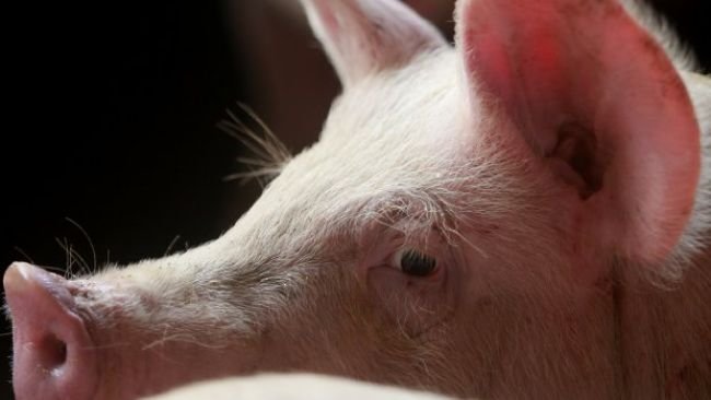 Fonte: Julio Cavalheiro/Secom.