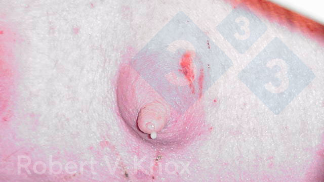Imagem&nbsp;2. Colostro gotejando da gl&acirc;ndula mam&aacute;ria.
