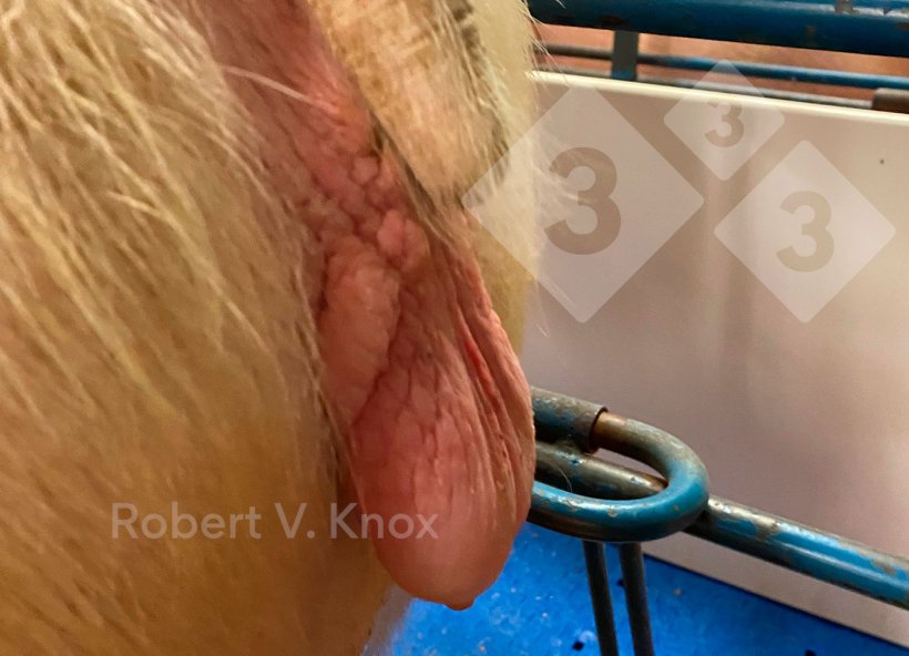 Imagem&nbsp;4. Vulva inchada, vermelha e relaxada.

&nbsp;
