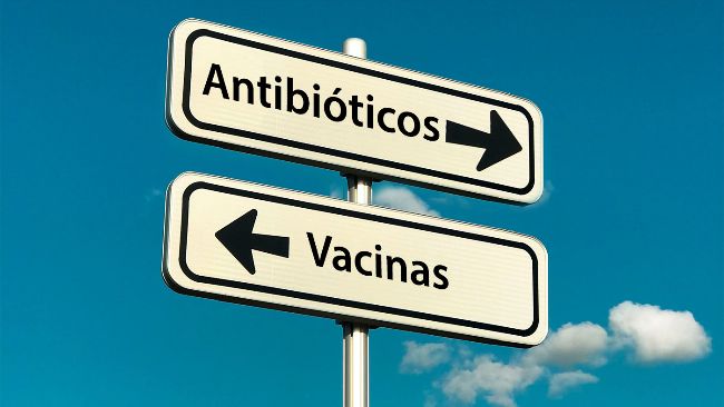 A intensifica&ccedil;&atilde;o da produ&ccedil;&atilde;o de ra&ccedil;&atilde;o e o surgimento de novos sistemas de produ&ccedil;&atilde;o (como "criados sem antibi&oacute;ticos" ou sistemas org&acirc;nicos) resultaram no surgimento ou reemerg&ecirc;ncia de pat&oacute;genos. Essas novas tend&ecirc;ncias sociais, juntamente com o desejo de reduzir o uso de antimicrobianos na produ&ccedil;&atilde;o pecu&aacute;ria, destacam a import&acirc;ncia de melhorar as vacinas existentes e/ou desenvolver novas estrat&eacute;gias de vacina&ccedil;&atilde;o para combater pat&oacute;genos emergentes ou reemergentes.
