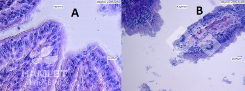Figura 2. Imagens de microscopia eletr&ocirc;nica da mucosa intestinal de leit&otilde;es alimentados com: (A) farelo de soja processado enzimaticamente para redu&ccedil;&atilde;o do teor de fatores antinutricionais (esquerda) e (B) farelo de soja convencional (direita). Na imagem B, les&otilde;es claras podem ser vistas. Direitos autorais das imagens Hamlet Protein.
