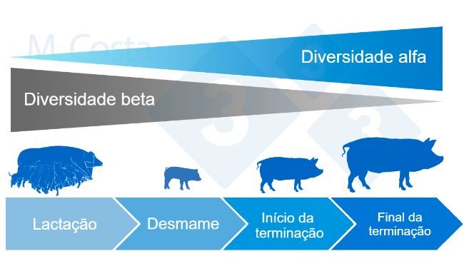Figura 4. Dinâmica da diversidade alfa e beta durante a vida do suíno.
