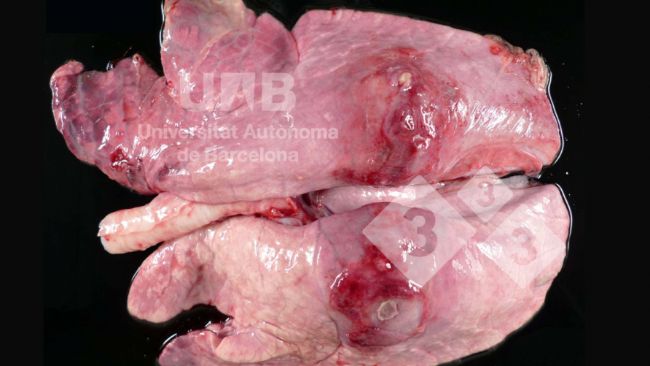 Figura 1.Pleuropneumonia fibrino-necr&oacute;tica compat&iacute;vel com App. Fonte:&nbsp;UAB.
