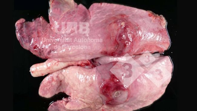Figura 1.Pleuropneumonia fibrino-necrótica compatível com App. Fonte: UAB.