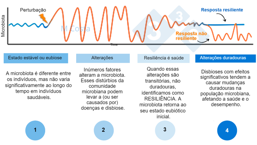 Figura 1 - Diagrama hipot&eacute;tico representando a resposta da microbiota a um dist&uacute;rbio. 1) Indiv&iacute;duos saud&aacute;veis ​​t&ecirc;m um grau normal de varia&ccedil;&atilde;o em sua microbiota, o que n&atilde;o leva &agrave; doen&ccedil;a (isso &eacute; chamado de eubiose). 2) Um dist&uacute;rbio (por exemplo, estresse t&eacute;rmico) pode levar &agrave; instabilidade da microbiota, causando doen&ccedil;as. 3) A microbiota resiliente retornar&aacute; a um estado semelhante ao anterior ao dist&uacute;rbio, no qual n&atilde;o h&aacute; doen&ccedil;a. 4) A microbiota que n&atilde;o &eacute; resiliente n&atilde;o &ldquo;se recupera&rdquo; e sofrer&aacute; de disbiose e doen&ccedil;as.
