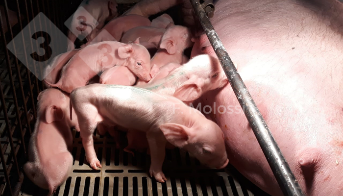 Figura 1: Leit&otilde;es neonatos com orelhas rotadas caudalmente &ldquo;Dumbos&rdquo; (dois primeiros leit&otilde;es), o primeiro demonstrava sinal cl&iacute;nico de apatia, enquanto os demais leit&otilde;es n&atilde;o apresentavam altera&ccedil;&otilde;es.
