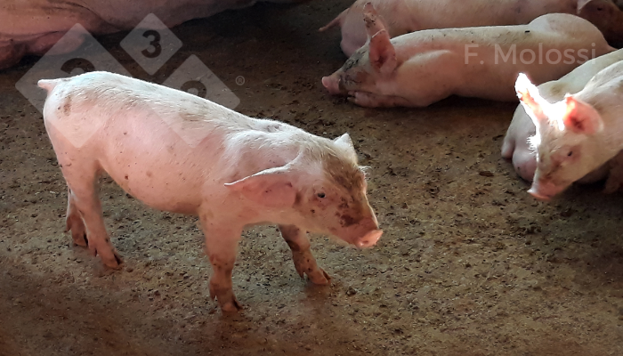 Figura 2: Leit&atilde;o de 60 dias de vida com orelhas rotadas caudalmente e diminui&ccedil;&atilde;o da taxa de crescimento de tamanho e peso semelhantes aos demais leit&otilde;es com apenas 35 dias de vida.
