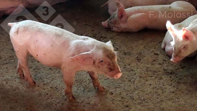 Figura 2: Leit&atilde;o de 60 dias de vida com orelhas rotadas caudalmente e diminui&ccedil;&atilde;o da taxa de crescimento de tamanho e peso semelhantes aos demais leit&otilde;es com apenas 35 dias de vida.
