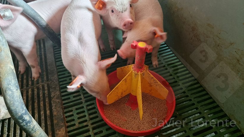 Foto 7.&nbsp;Creep feed a partir do dia 16: ra&ccedil;&atilde;o&nbsp;em microgr&acirc;nulos, altamente diger&iacute;veis e palat&aacute;veis, mas com menos a&ccedil;&uacute;car e menos derivados l&aacute;cteos&nbsp;do que a ra&ccedil;&atilde;o anterior.
