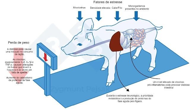 Figura 3. Um dos custos extras de um alerta prolongado é a diminuição do apetite e, consequentemente, um período de terminação mais longo. Dado que a pressão dos fatores de estresse ambiental afeta de forma diferente cada animal, se produzirá uma diferenciação no peso dos leitões desmamados ou suínos de terminação da mesma idade. A diferença de peso entre os animais da mesma idade pode ter graves consequências económicas. Além disso, especialmente em animais jovens, uma dieta que não contenha nutrientes essenciais para fortalecer a resistência anti-infecciosa pode tornar os animais mais vulneráveis.