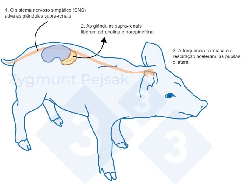 Figura 1. Ap&oacute;s um estressor, o sistema simp&aacute;tico estimula as gl&acirc;ndulas adrenais a liberar adrenalina e norepinefrina. A ativa&ccedil;&atilde;o do sistema simp&aacute;tico em su&iacute;nos pode ser medida pela cromogranina A (CgA).
