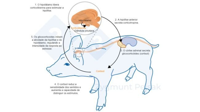 Figura 2. Minutos ou horas após a ocorrência do estresse, o eixo hipotálamo-hipófise-adrenal (HPA) é ativado. A hipófise secreta corticotropina que, ao atingir o córtex adrenal, provoca a secreção de glicocorticoides, entre eles o cortisol. Os glicocorticóides inibem a atividade da glândula pituitária e do hipotálamo, regulando assim a intensidade da resposta ao estresse. O cortisol tem sido amplamente utilizado como marcador de estresse em suínos, bem como um teste não invasivo de saliva.