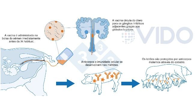 Figura 1. Proposta de mecanismo para a vacina intrauterina: a vacina intrauterina é administrada no útero durante a inseminação artificial padrão ou pós-cervical para gerar uma resposta imune celular e mediada por anticorpos nas matrizes. São produzidos anticorpos colostrais, que são transmitidos aos leitões.