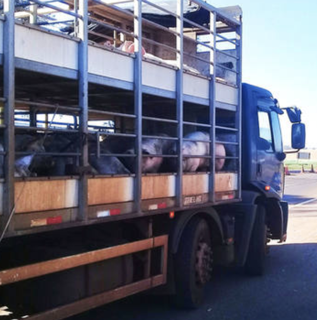 Log&iacute;stica facilitada