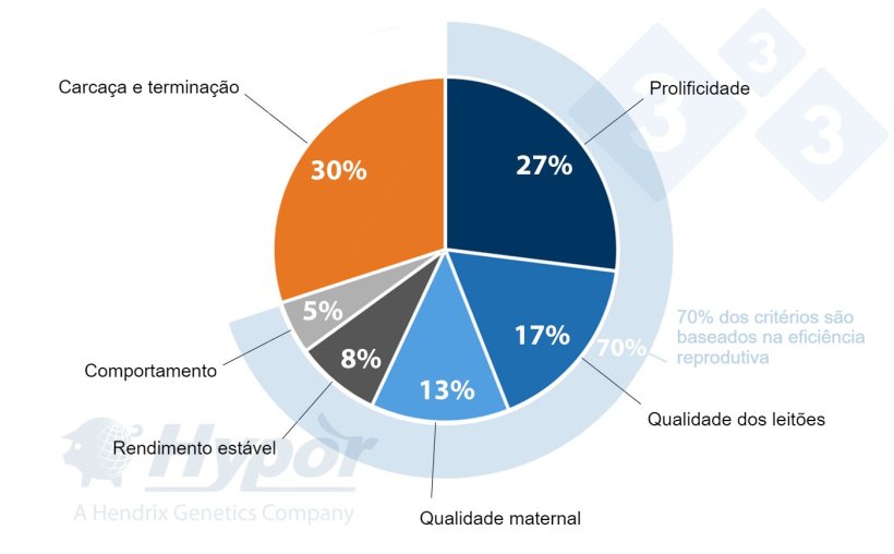 &nbsp;

Crit&eacute;rios de sele&ccedil;&atilde;o para as linhagens Hypor Landrace e Hypor Large White.
