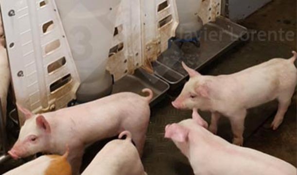 Foto 7. Comedouros sem ra&ccedil;&atilde;o &agrave; chegada dos leit&otilde;es &agrave; transi&ccedil;&atilde;o.
