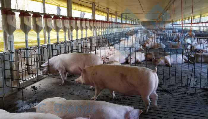 Figura 2:&nbsp;Investimento para adequa&ccedil;&atilde;o das instala&ccedil;&otilde;es&nbsp;aos modelos de Bem-Estar Animal. Fonte: arquivo pessoal do autor.&nbsp;
