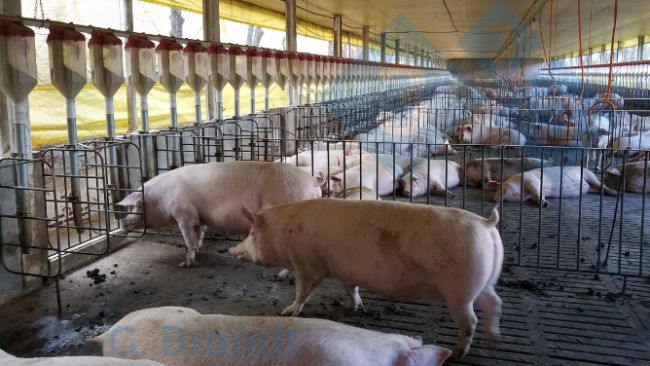 Figura 2:&nbsp;Investimento para adequa&ccedil;&atilde;o das instala&ccedil;&otilde;es&nbsp;aos modelos de Bem-Estar Animal. Fonte: arquivo pessoal do autor.&nbsp;
