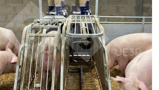 Foto 1. Comedouros automáticos em sala de gestação UE3P, capazes de misturar duas dietas e distribuir diariamente uma ração diferente para cada matriz gestante.
