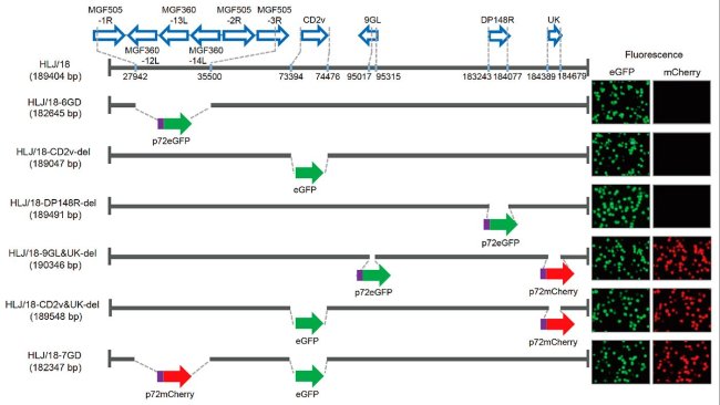 Figura 1. Geração e avaliação da virulência de diferentes vírus da peste suína africana (PSA) com genes deletados. Representação esquemática de genes e regiões deletados em cada vírus da PSA com genes deletados. Os segmentos gênicos deletados foram substituídos pelos genes marcadores p72eGFP, eGFP ou p72mCherry. À direita do diagrama são mostrados os macrófagos alveolares de suínos primários infectados com o vírus que expressam diferentes fluorescências. As posições de nucleotídeos que indicam limites de deleção em relação ao genoma do vírus HLJ/18 ASF são especificadas.