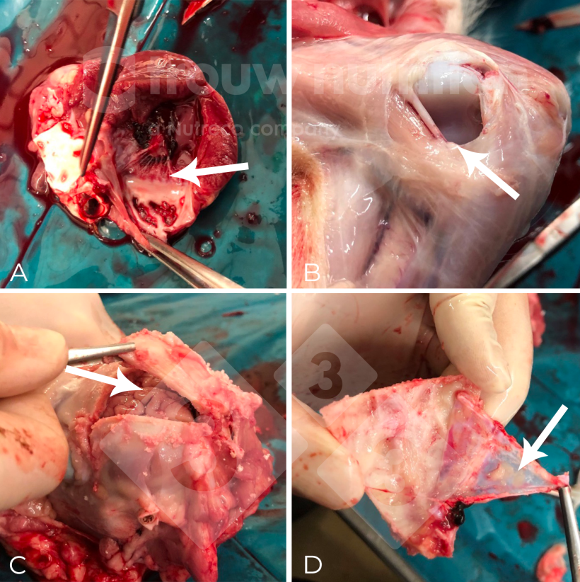 Figura 2.

(A-C) Coleta de amostra na necropsia, incluindo aspecto macrosc&oacute;pico de meningite fibrino-supurativa difusa (D). O agente etiol&oacute;gico foi confirmado como Streptococcus suis sorotipo 2 por sorotipagem e a sequ&ecirc;ncia do tipo 1 por multilocus sequence tiping (MLST).
