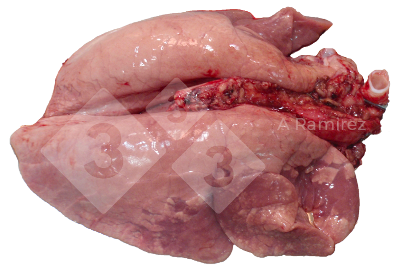 Figura 2. Consolida&ccedil;&atilde;o pulmonar cranioventral comum em infec&ccedil;&otilde;es n&atilde;o complicadas por influenza A. Essas les&otilde;es s&atilde;o semelhantes &agrave;quelas causadas por Mycoplasma hyopneumoniae.
