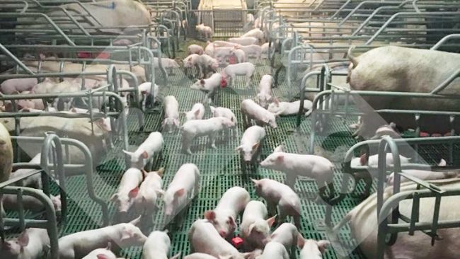 Figura 1. Um grupo de leit&otilde;es socializado&nbsp;na maternidade.
