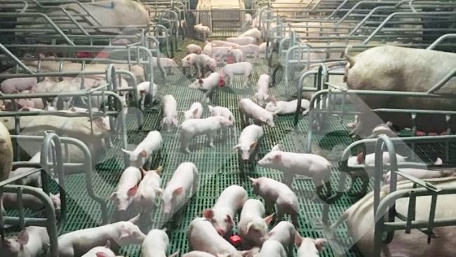 Figura 1. Um grupo de leitões socializado na maternidade.