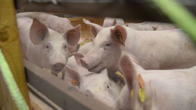 Fonte: Topigs.