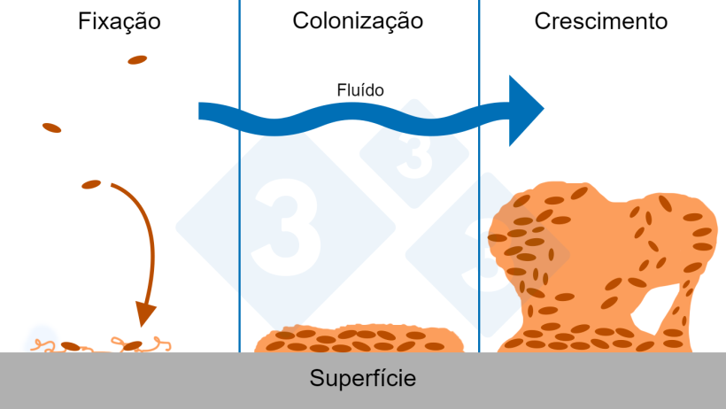 Figura 6. Tr&ecirc;s fases de forma&ccedil;&atilde;o de biofilme: fixa&ccedil;&atilde;o, coloniza&ccedil;&atilde;o e crescimento de estruturas complexas de biofilme. Fonte: Figura adaptada com permiss&atilde;o do Center for Biofilm Engineering, Montana State University.
