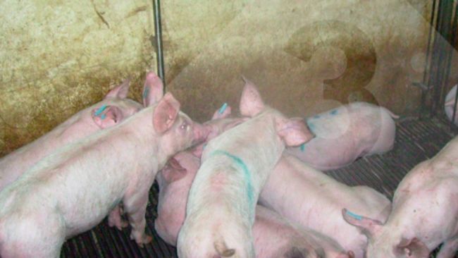 Figura 3. O manejo inadequado do bebedouro tem impacto negativo nos custos operacionais e no meio ambiente.
