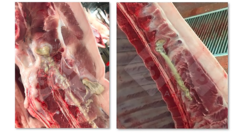 Absceso espinal en cerdos de cebo
