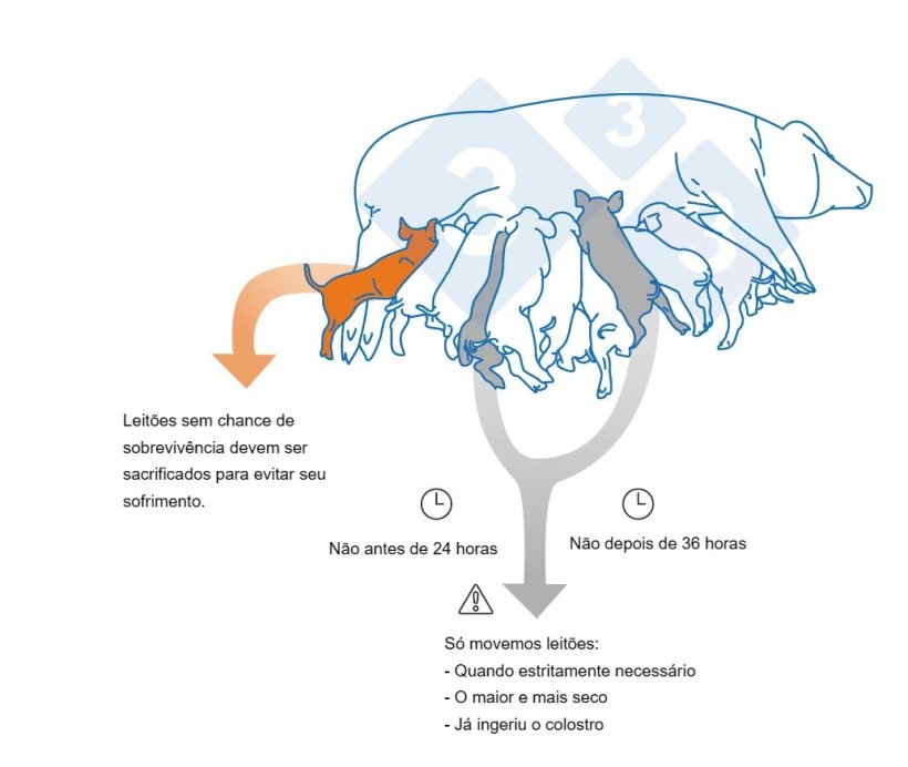 Principais pontos na hora de fazer ado&ccedil;&otilde;es.
