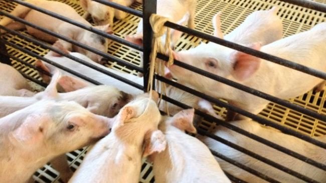 Coleta de fluido oral.