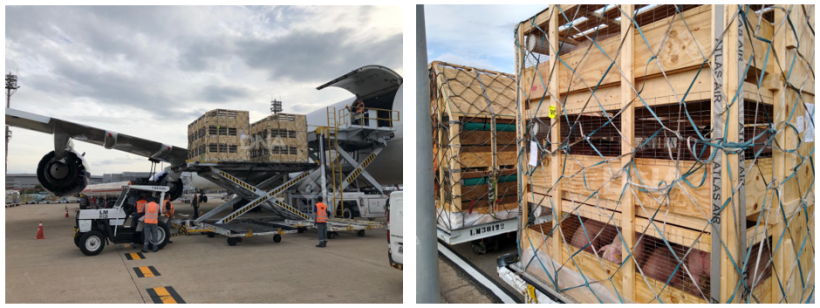 Imagens cedidas pela empresa DNA&nbsp;South America.
