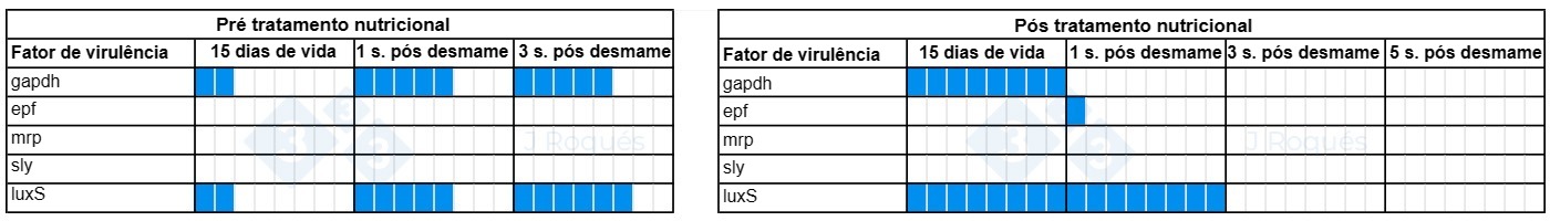 Tabela&nbsp;1. Evolu&ccedil;&atilde;o dos fatores de virul&ecirc;ncia detectados em Streptococcus suis ap&oacute;s a incorpora&ccedil;&atilde;o de AGCC e AGCM.
