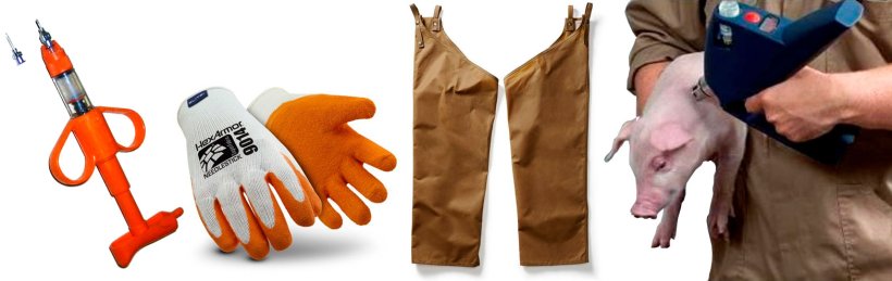 Figura 4: Utilize agulhas apenas com o tamanho necess&aacute;rio. Como a maioria dos produtos s&atilde;o&nbsp;para inje&ccedil;&atilde;o&nbsp;intrad&eacute;rmica, &eacute;&nbsp;suficiente utilizar uma agulha de &frac14;" para leit&otilde;es jovens e de &nbsp;&frac12;" para os&nbsp;maiores. Isto ajuda a prevenir les&otilde;es n&atilde;o intencionadas aos trabalhadores e&nbsp;danos nos tecidos musculares dos su&iacute;nos. Figura 5: V&aacute;rias empresas fabricam&nbsp;luvas &agrave; prova de agulhas. Afirmam que s&atilde;o suficientemente flex&iacute;veis para trabalhar, mas proporcionando prote&ccedil;&atilde;o. Uma luva numa m&atilde;o n&atilde;o dominante pode ser suficiente. Figura 6: Saf&otilde;es ou perneiras podem ajudar a prevenir as perfura&ccedil;&otilde;es acidentais ao reter os animais&nbsp;entre as pernas. Figura 7: A inje&ccedil;&atilde;o sem agulha est&aacute; se&nbsp;tornando&nbsp;mais popular na produ&ccedil;&atilde;o su&iacute;na, o que provoca menos dano nos tecidos dos animais&nbsp;e menor risco de perfura&ccedil;&otilde;es&nbsp;involunt&aacute;rias nos trabalhadores.
