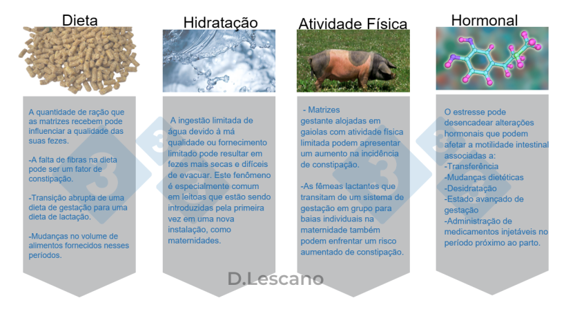 Figura 1. Principais causas e fatores de pris&atilde;o de ventre.

