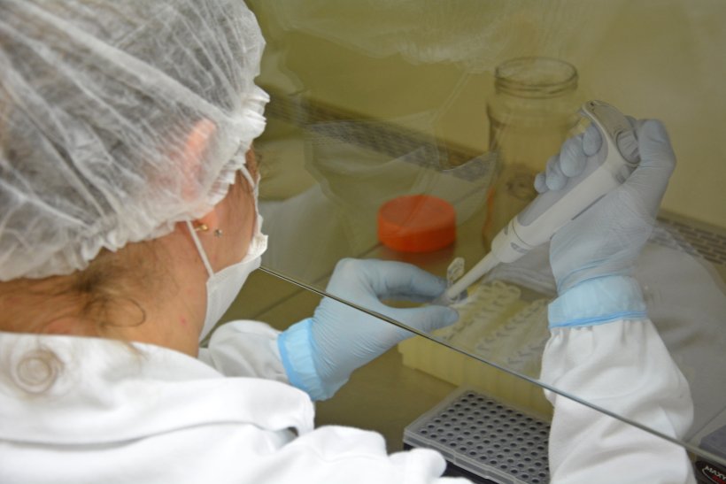 EMBRAPA SU&Iacute;NOS E AVES - AN&Aacute;LISE COVID-19
