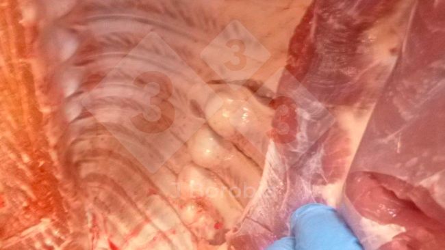 Figura&nbsp;1. Exostose &oacute;ssea nas costelas de um su&iacute;no abatido.
