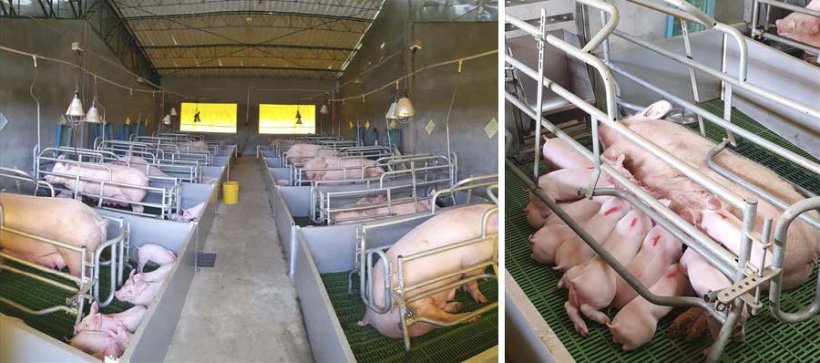 Observa-se o bom crescimento dos leit&otilde;es na maternidade e o peso dos mesmos ao desmame
