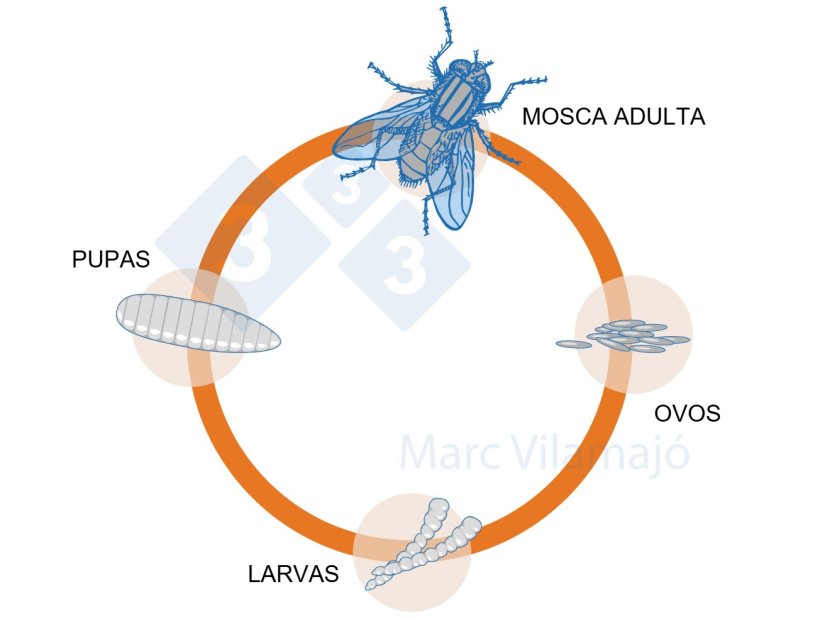 Figura 1. Ciclo biol&oacute;gico da mosca.
