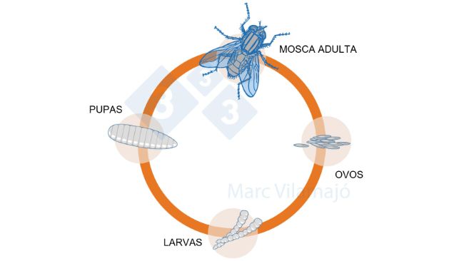 Figura 1. Ciclo biol&oacute;gico da mosca.
