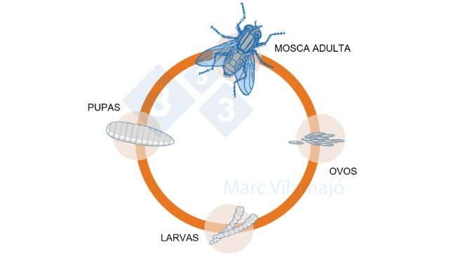Figura 1. Ciclo biológico da mosca.