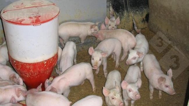 Fora do "ninho", mas ainda na área interna da baia, um comedouro circular com ração seca e bebedouros de água potável.