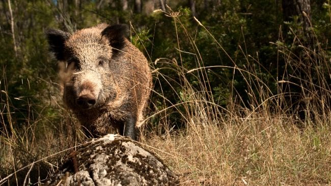 PSA é oficialmente confirmada em javalis em Uckermark, na Alemanha