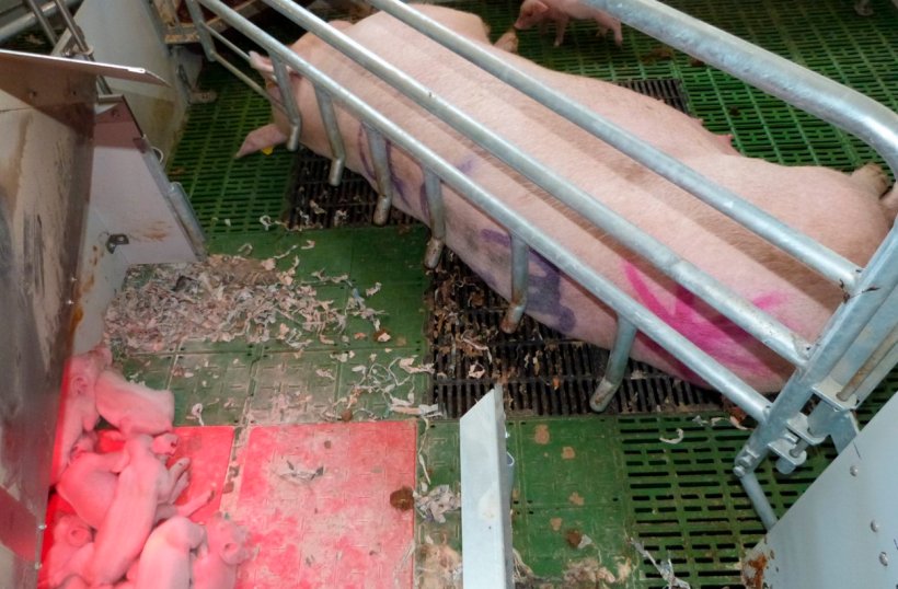 Foto 3. A &aacute;rea do escamoteador&nbsp;&eacute; uma pe&ccedil;a chave nas maternidades livres. Permite que os leit&otilde;es estejam&nbsp;seguros e confort&aacute;veis, evitando compartilhar o mesmo espa&ccedil;o com a f&ecirc;mea.
