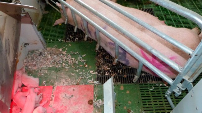 Foto 3. A área do escamoteador é uma peça chave nas maternidades livres. Permite que os leitões estejam seguros e confortáveis, evitando compartilhar o mesmo espaço com a fêmea.